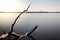 Beautiful dead tree trunk / branch laying in a lake