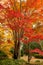 Beautiful deciduous trees in full colour in Autumn