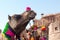 Beautiful decorated Camels on Bikaner Camel festival in Rajasthan, India