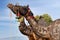 Beautiful decorated Dromedary Camels on Bikaner Camel Festival in Rajasthan India