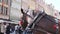 Beautiful decorated horse stands in the central market square of a city.