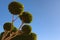 Beautiful decorated tree in tropical luxury tourist resort near the Red Sea. Ball topiary tree in Egyptian formal garden