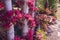 Beautiful decoration on bamboo poles with red promeliad trees