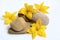 Beautiful decorative composition of stones and yellow flowers on a white background