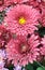 Beautiful decorative crysanthemum couple