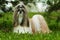 Beautiful decorative dog breed the Shih Tzu is in the summer out