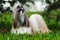 Beautiful decorative dog breed the Shih Tzu is in the summer out