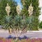 Beautiful decorative evergreen shrub of Yucca  Yucca filamentosa   with white flowers