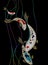 Beautiful decorative japanese carp koi  fish set Cyprinus carpio Colorful fish on black background. Watercolor painting.