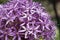 beautiful decorative lilac onion blossom at sunny day . macro shot