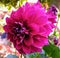 beautiful decorative magenta Dahlia flower