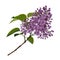 Beautiful decorative natural plants, lilac branch with leaves isolated.