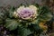 Beautiful Decorative Ornamental cabbage and kale with bright magenta and grey frilly leaves in the garden, Purple lettuce plant,