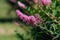 Beautiful decorative pink flower spike of Buddleja, Europe