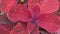 beautiful decorative plant with amazing red-purple leaves for park and street landscapes. macro