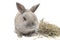 Beautiful decorative rabbit gray and big-eared with hay isolated on white background