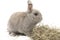 Beautiful decorative rabbit gray with hay isolated on white background