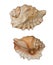 Beautiful decorative shell of natural origin on a white background isolated view from both sides from the top