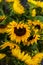 Beautiful decorative sunflowers used for making bouquets