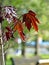 a beautiful decorative tree with the Latin name Acer platanoides holly maple