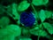 Beautiful Deep Blue Rose center attraction of garden