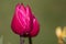 Beautiful deep pink Tulip / Tulipa flowers in the spring