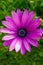 Beautiful deep purple chrysanthemum flower on green background