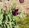 Beautiful deep purple parrot tulip in springtime