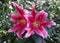 Beautiful deep red flower of Oriental Hybrid Lily Petrolia