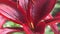 beautiful deep red lily flower blooming in garden. macro footage