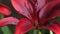 beautiful deep red lily flower blooming in garden. macro footage. sunny day