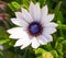 Beautiful deep white chrysanthemum flower on green background