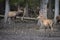 Beautiful deer animals standing in bavarian wildlife forest