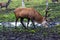 A beautiful deer with big horns walks pasturage in a birch grove among puddles after heavy rain