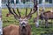 A beautiful deer with big horns walks pasturage in a birch grove among puddles after heavy rain. He looks at the man and eagerly