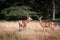 Beautiful deer couple standing in tall yellow grass near forest