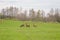 Beautiful deer flock grazing in the spring meadow. Dears in the field.