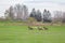 Beautiful deer flock grazing in the spring meadow. Dears in the field.