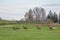 Beautiful deer flock grazing in the spring meadow. Dears in the field.