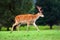 Beautiful deer portrait