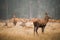 Beautiful deer relaxing in the valley on a foggy day