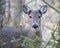 Beautiful Deer on Soft Focus Forest