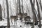 Beautiful deer stand family in a snowy forest, a family of deer and fawns,