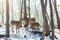 Beautiful deer stand family in a snowy forest, a family of deer and fawns,