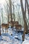 Beautiful deer stand family in a snowy forest, a family of deer and fawns,