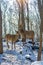 Beautiful deer stand family in a snowy forest, a family of deer and fawns,