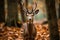 A beautiful deer stands in the lush forest
