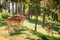 Beautiful deers in forest at sunny day, Poland