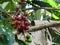 Beautiful degrees of ripe coffee, photographed in a backyard in a rural region.