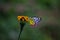 Beautiful  Delias eucharis, the common Jezebel, is a medium-sized pierid butterfly resting on the Marigold flower plants